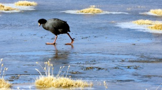 Bird on ice
